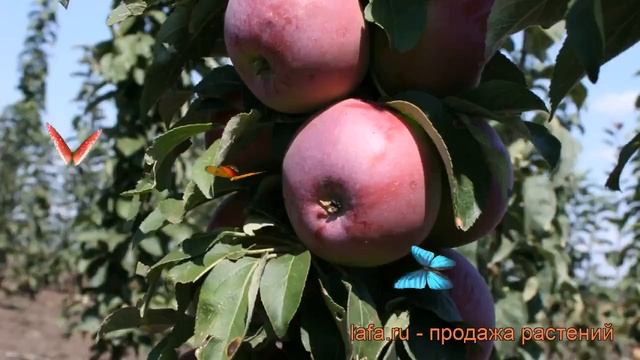 Яблоня колоновидная Московское ожерелье ? обзор: как сажать, саженцы яблони Московское ожерелье смотреть онлайн