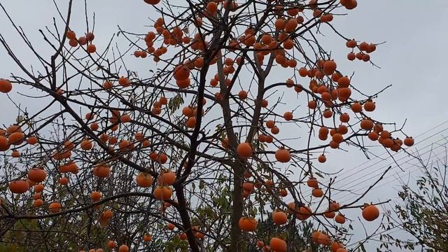 Хурма РОССИЯНКА