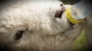 Правила выращивание ягнят