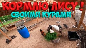 КОРМЛЮ ЛИСУ СВОИМИ КУРАМИ ! [Жизнь в деревне]