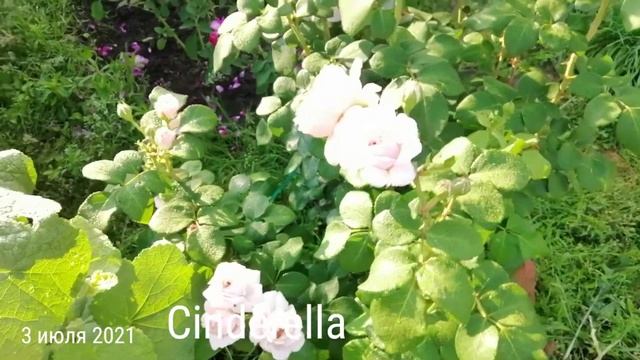 РОЗА СИНДЕРЕЛЛА (Cinderella). смотреть онлайн