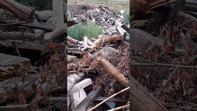 НАШЁЛ МАЛЕНЬКИХ ЛИСЯТ! #shorts, #лиса, #лисята #лисы смотреть онлайн