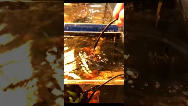 Как охладить воду в аквариуме смотреть онлайн