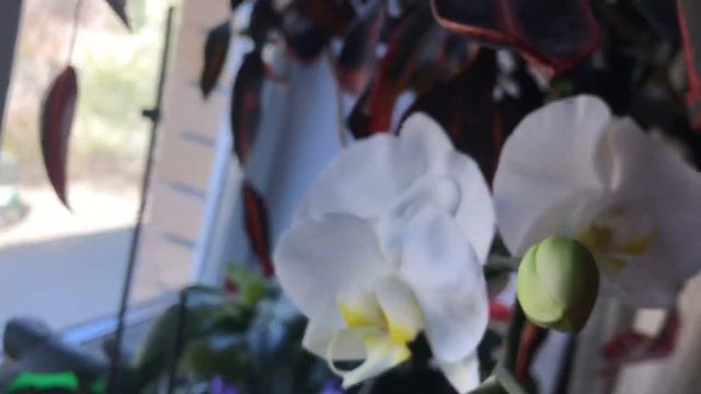 Белая орхидея смотреть онлайн