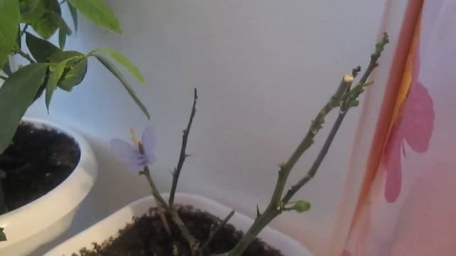 Мои комнатные растения. Цветение кумквата смотреть онлайн