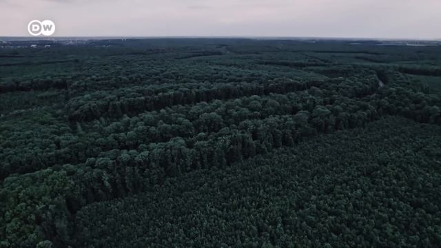 Biomass: How clean is energy from waste and plants really? смотреть онлайн