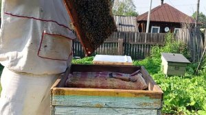 осмотр улья
#пчеловодство с нуля #среднерусская порода пчел