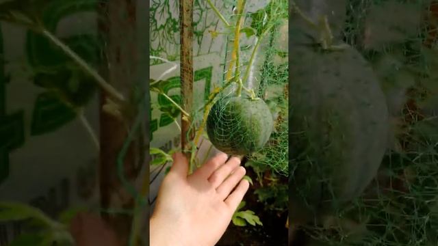 Арбуз в теплице первый опыт, Санкт-Петербург смотреть онлайн