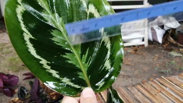 Review Calathea Roseopicta смотреть онлайн