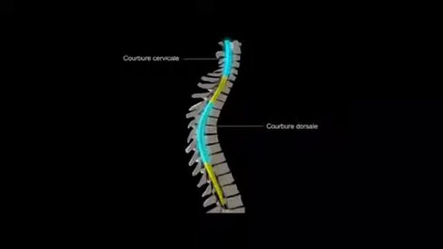 Анатомия спинного мозга смотреть онлайн