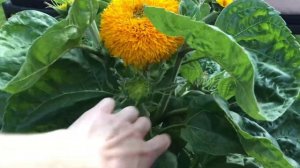 Декоративные подсолнечники от посева до цветения