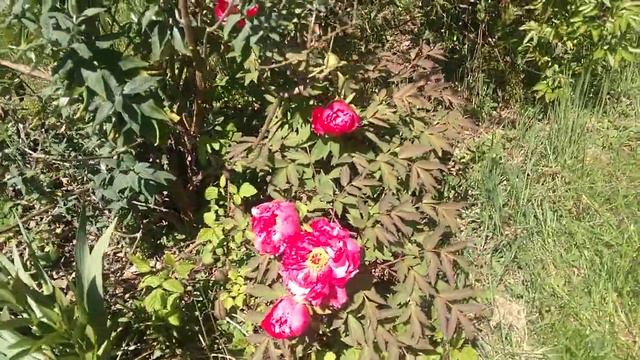 Peony #2 for 2018 bloom Shima Nishiki смотреть онлайн