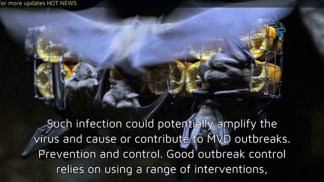What is Marburg virus - W.H.O смотреть онлайн