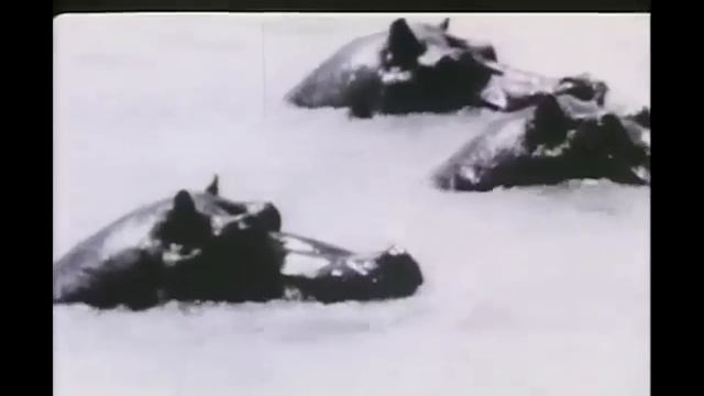 The Big Stick - Theodore Roosevelt's Safari Rifle смотреть онлайн