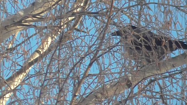 ПРИРОДА ИЗ ОКНА. Серия 2.(воробьи, ворона и сало) смотреть онлайн