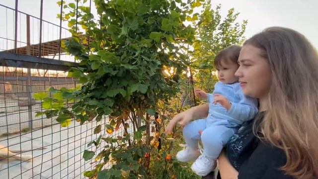 Ангелина знакомится со львами на ЛЬВИНОМ ПЛЯЖЕ ! смотреть онлайн