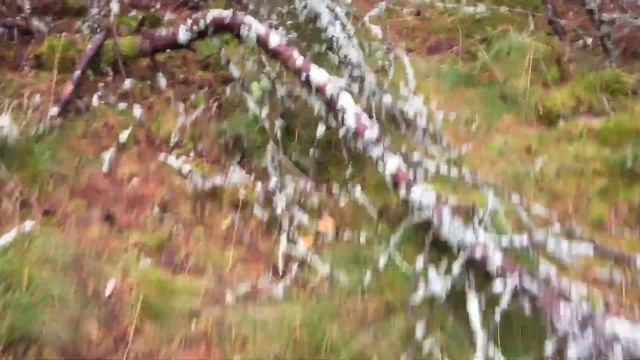 Как я собирал грибы зеленушки на Куршской косе. смотреть онлайн