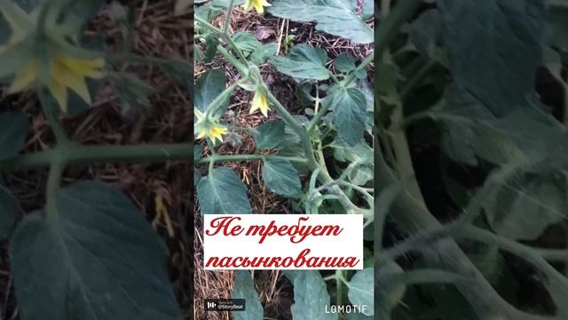 Томат сорт «Монгольский карлик» Ультраранний ,низкорослый сорт! смотреть онлайн