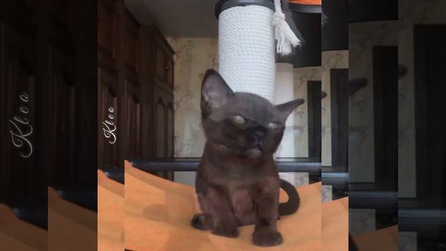 Бурманский котёнок Клео смотреть онлайн
