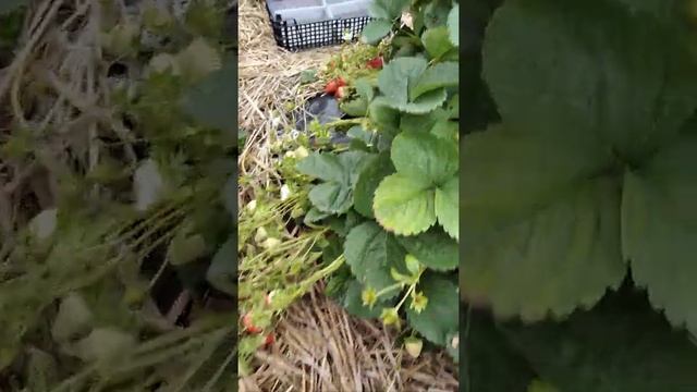 Плодоношение клубники в Московской области на 13.10.20 г. Сколько можно собрать с куста клубники!?