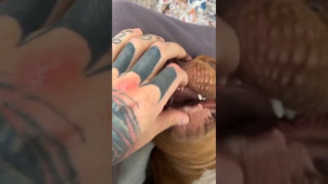 ALEX TERRIBLE And His Beloved Dog (Guts)