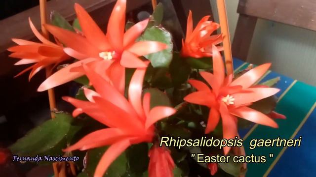 Easter cactus смотреть онлайн