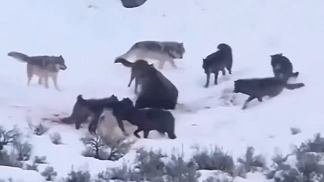 Медведь это сила его невозможно напугать смотреть онлайн