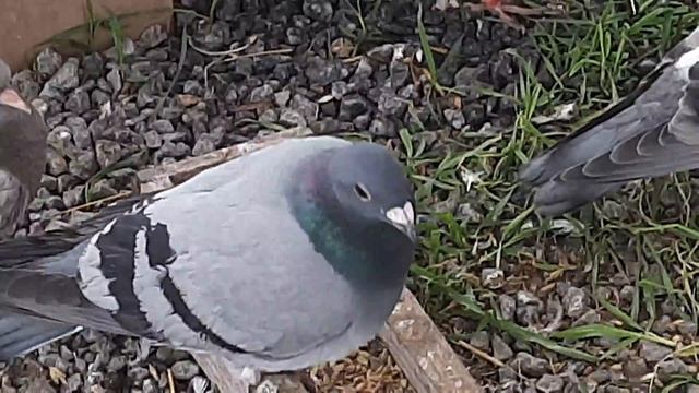 гость в голубятне