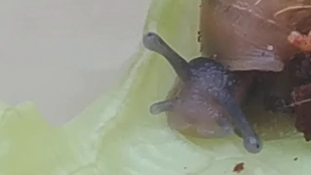 У нас вылупилась 🐌 улитка Ахатина от одинокого родителя! / We have hatched 🐌 Achatina snail смотреть онлайн