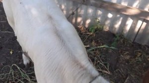 Как выбрать телочку на корову?