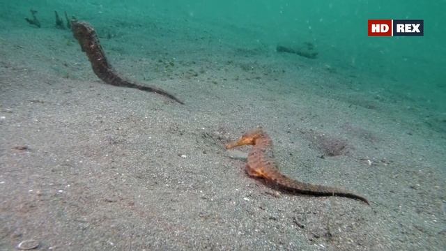Каких морских коньков (род Hippocampus) можно встретить в водах пролива Лембех (Lembeh Strait) ? смотреть онлайн