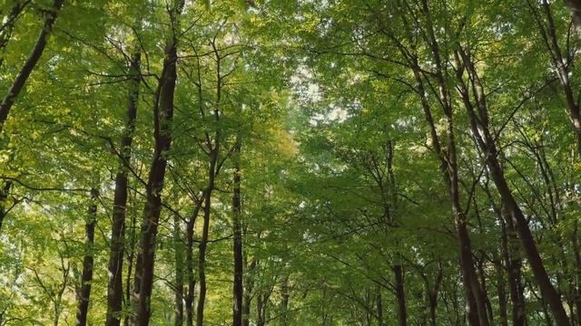 Музыка для Успокоения Нервов и Души. смотреть онлайн