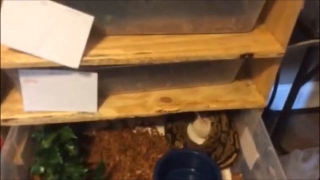 Slow motion ball python strike смотреть онлайн
