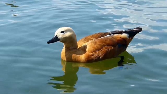 Весенние цветы и пернатые друзья?️????? 176 HD смотреть онлайн