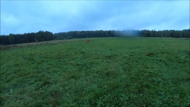 Почему я делаю несколько дел сразу. Неугомонный бык // Осенние будни на хуторе смотреть онлайн