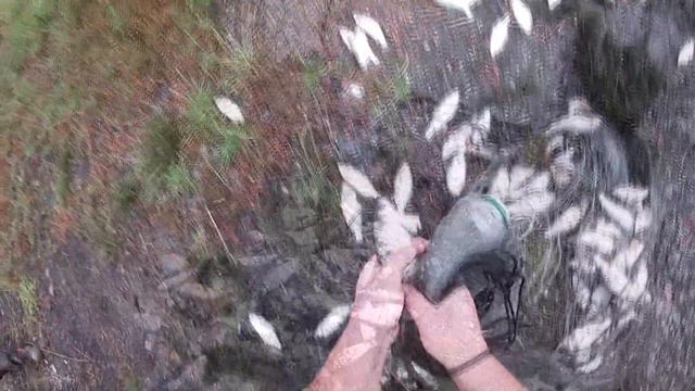 Огромный улов чебака на кастинг с сыном смотреть онлайн