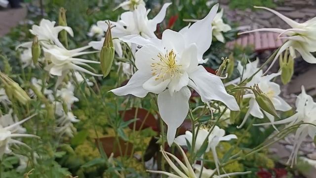 ВЕЧЕРНЯЯ прогулка-релакс! Приглашаю в мой сад! смотреть онлайн