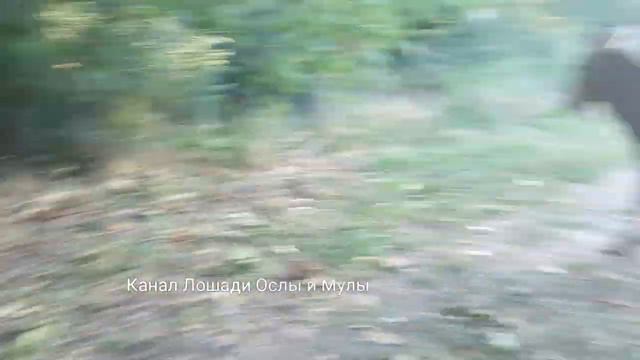 Donkey girls go to donkey... || Horses,Donkeys and Katrin super life смотреть онлайн