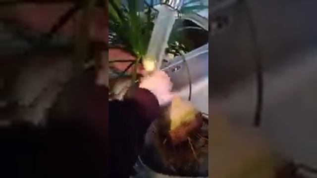 Nolina bitkimin torpaq dəyisimi Пересадка нолины смотреть онлайн