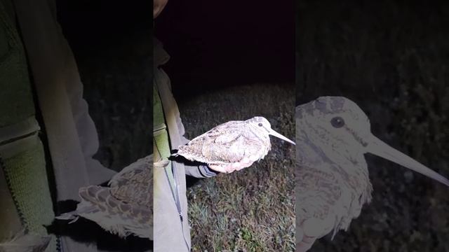 Az erdők Királynője-Queen of the Forests смотреть онлайн