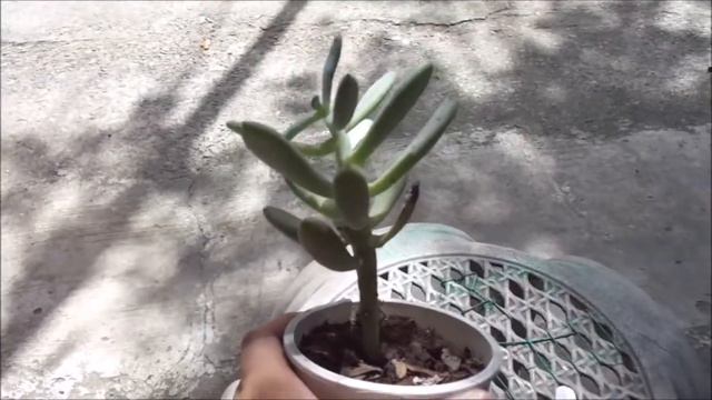 Succulent Update Halloween Special смотреть онлайн