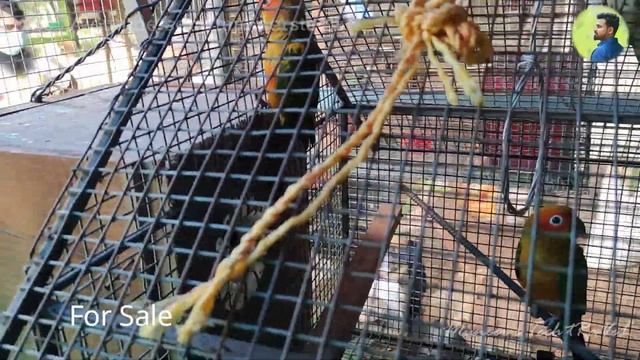 Home Aviary Video Malayalam IBird CageIExotic Birds|Sun Conure|Finches|Java|LoveBirds #fishingfreak смотреть онлайн