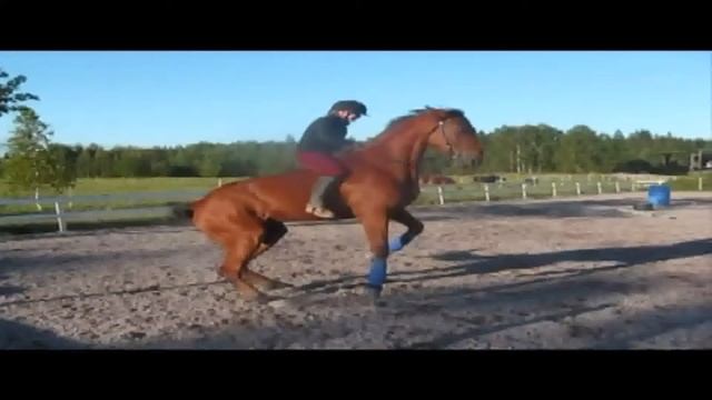Кони кони смотреть онлайн