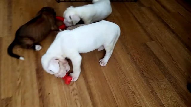 Первые игрушки щенков боксера / Boxer's first puppies toys смотреть онлайн