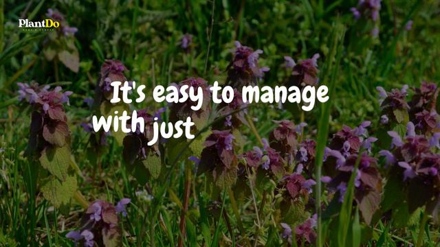 Poor Soil? No Problem! 7 Colorful Plants for Your Rock Garden 🏜️🌵 смотреть онлайн