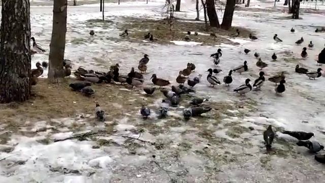 Утки в Калуге не оправдывают свое название «перелетных птиц». ... смотреть онлайн