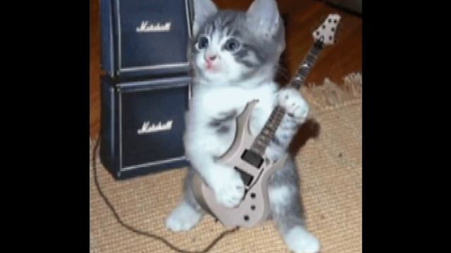 DUELING CATS смотреть онлайн