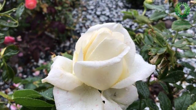 Роза Шопен/Chopin. Видео/карточка Питомник ? и ? Е. Иващенко смотреть онлайн