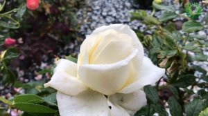 Роза Шопен/Chopin. Видео/карточка Питомник ? и ? Е. Иващенко