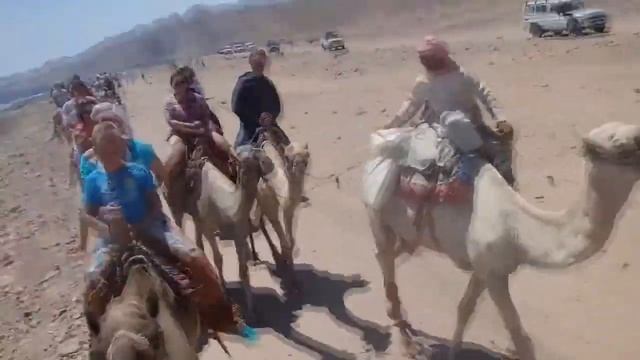 Отдых в Египте. Катание на верблюдах. смотреть онлайн